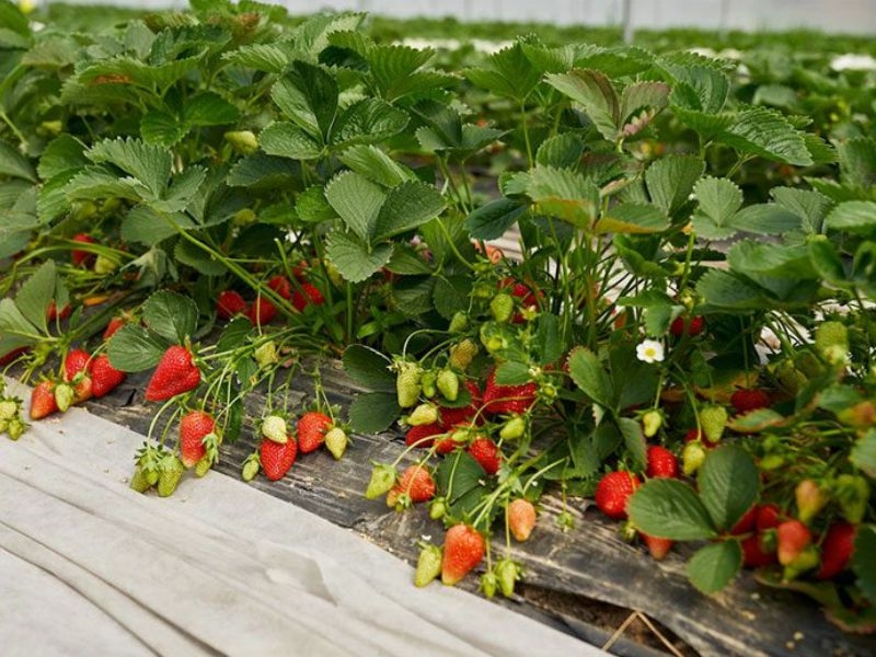 PLANTACIÓN DE FRESAS